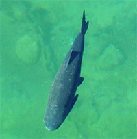 Sinh vật tưởng chừng đã tuyệt chủng nhưng vẫn sống khỏe mạnh, 15 năm sau mới được 