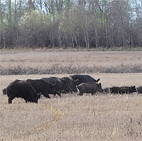 Siêu lợn hoành hành ở miền nam Canada