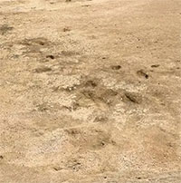 Tìm thấy dấu chân người cổ đại lâu đời nhất thế giới