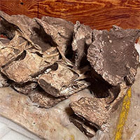 Xác định hóa thạch xương khủng long niên đại 90 triệu năm thuộc loài mới được biết đến