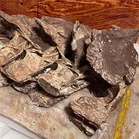 Xác định hóa thạch xương khủng long niên đại 90 triệu năm thuộc loài mới được biết đến