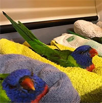 Hàng trăm con vẹt tê liệt rơi xuống Australia