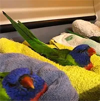Hàng trăm con vẹt tê liệt rơi xuống Australia