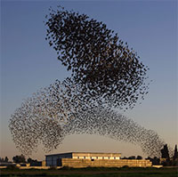 Vũ điệu mê hoặc của hàng triệu con chim sáo