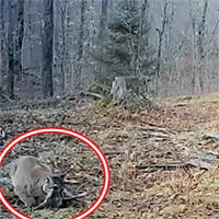 Đặt camera trong rừng, thợ săn giật mình khi bắt gặp sinh vật tuyệt chủng hơn 100 năm