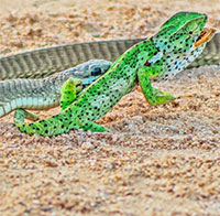 Một trong những loài rắn độc nhất châu Phi 