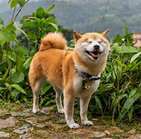 Bạn có biết: Giống chó nào sống lâu nhất?