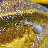 Lần đầu tiên, các nhà khoa học phát hiện nấm mọc trên ếch sống