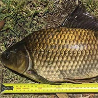 Nhà khoa học Australia vô tình bắt được con cá vàng dài nhất thế giới