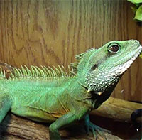 Hai loài rồng còn tồn tại trên thế giới đang trong tình trạng nguy cấp