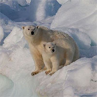 Ảnh hưởng của biến đổi khí hậu khiến gấu Bắc Cực phải ăn thịt lẫn nhau!