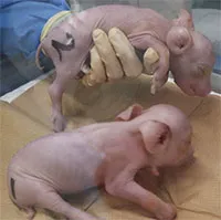 Nhật Bản đón lứa heo biến đổi gene đầu tiên để phục vụ ghép tạng