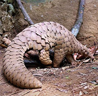 Những loài Tê tê quý hiếm còn tồn tại trên Trái đất