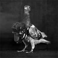 Con vật nào làm gián điệp giỏi hơn, mèo hay bồ câu?