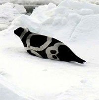 Loài hải cẩu quý hiếm có bộ lông 