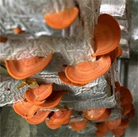 Tiến sĩ nghiên cứu trồng nấm vân chi đỏ bằng vỏ trấu