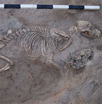 Nghĩa địa cổ bí ẩn chôn cất hơn 1.000 con chó