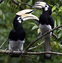 Loài chim quý hiếm vượt qua thử thách giải đố cấp độ cao