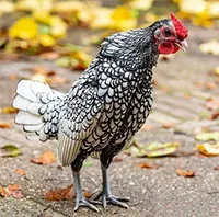 Kích cỡ thua cả gà ri Việt Nam, vì sao giống gà bé nhỏ này có giá đắt gấp 10 lần?