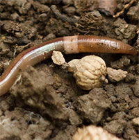 Bắc Mỹ điên cuồng đối phó với hơn 70 loài giun đất ngoại lai