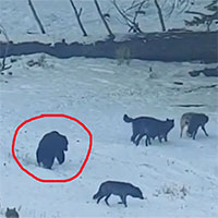 Gấu xám Bắc Mỹ ở cùng đàn chó sói