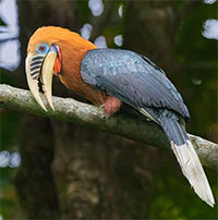 Niệc cổ hung - loài chim nguy cấp bậc nhất Việt Nam