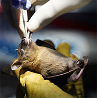 Nếu không muốn xảy ra một đại dịch khác, chúng ta nên cố gắng hết sức để loài dơi được yên