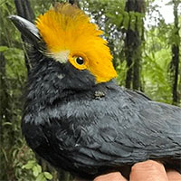 Loài chim biến mất gần 20 năm trước bất ngờ xuất hiện trở lại