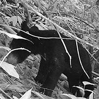 Phát hiện loài gấu ngựa quý hiếm tại Thanh Hóa