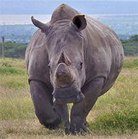 Hai con tê giác trắng phương Bắc cuối cùng đều là con cái, nhưng chúng sẽ không bị tuyệt chủng hoàn toàn!