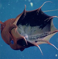 Tìm thấy hóa thạch mực ma cà rồng 183 triệu năm cùng con mồi