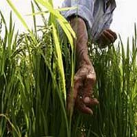 Gạo mang gene người