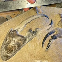 Phát hiện càng cua hóa thạch lớn nhất thế giới 8 triệu năm tuổi gây kinh ngạc