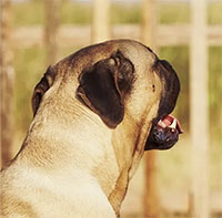 Loài vật có thể đánh hơi được nỗi sợ của con người