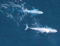 Khám phá mới về ngôn ngữ bí ẩn của cá voi