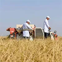 Dùng rơm biến đất nhiễm mặn thành đất nông nghiệp màu mỡ
