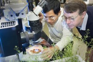 Thành công mới trong kỹ thuật di truyền dầu thực vật