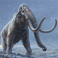 Bỉ phát hiện xương voi ma mút trong công trình xây dựng tàu điện ngầm