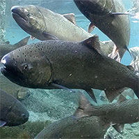 800.000 con cá hồi chết vì bệnh bí ẩn trên sông ở California, Mỹ