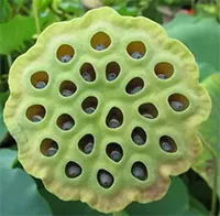 Nguồn gốc của nỗi sợ hãi và chứng cuồng loạn
