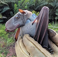 Sinh vật mình dơi đầu ngựa được mệnh danh một trong những loài xấu xí nhất thế giới