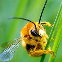 Phát hiện hai loài biết học kỹ năng 