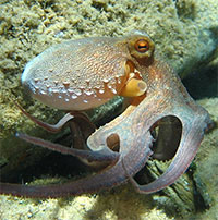 Loài đầu tiên tự có giới tính: “Con lai của sinh vật ngoài hành tinh”