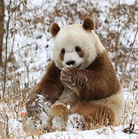 Các nhà khoa học Trung Quốc khám phá bí mật di truyền của gấu trúc nâu