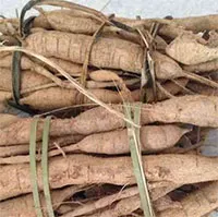 Loại củ mọc dại nhưng được ví như "vị thuốc của phổi", bồi bổ cơ thể không kém nhân sâm