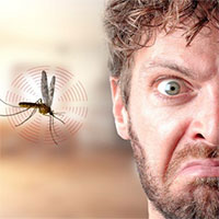 Tại sao muỗi vo ve bên tai?