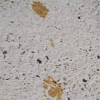 Nhật Bản báo động một thành phố khi mèo rơi vào bể hóa chất rồi biến mất