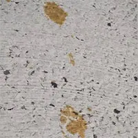 Nhật Bản báo động một thành phố khi mèo rơi vào bể hóa chất rồi biến mất