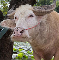 Con trâu bạch tạng bán được hơn nửa triệu USD ở Thái Lan