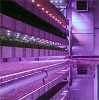 Tiểu vương quốc Ả rập khiến thế giới kinh ngạc với “trang trại thẳng đứng” lớn nhất thế giới